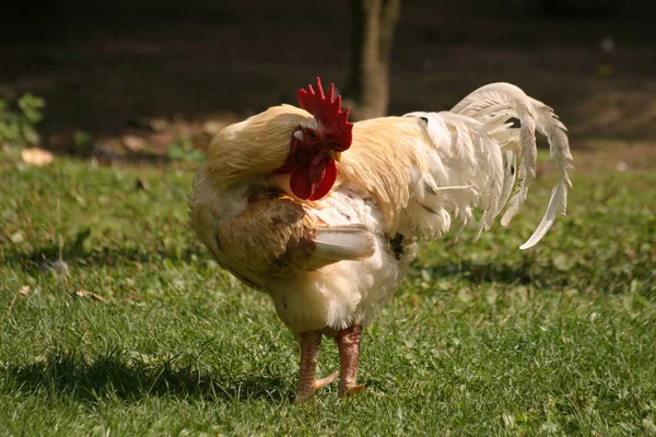 Vacker Utsikt Över Vacker Fågel Naturen — Stockfoto