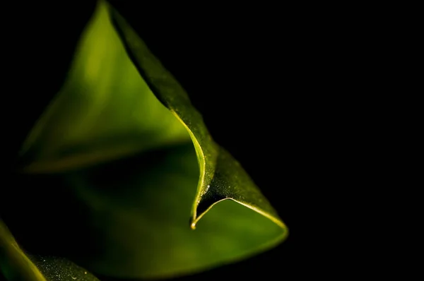 Hermoso Plano Botánico Fondo Pantalla Natural — Foto de Stock