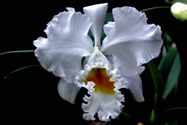 Cattleya Mossiae Alba Aranca Germaske — Foto Stock