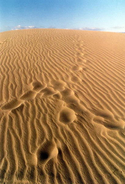 Malebný Pohled Duny Selektivní Zaměření — Stock fotografie