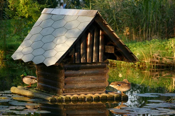 Grenaille Observation Canards Dans Nature — Photo