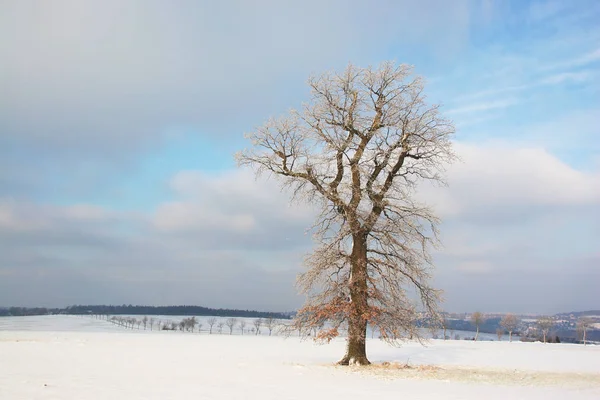 Pittoresk Uitzicht Prachtig Winterlandschap — Stockfoto