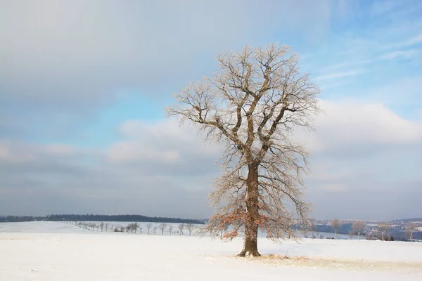 Vista Pitoresca Bela Paisagem Inverno — Fotografia de Stock