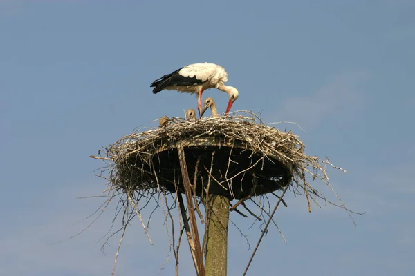 Weißstörche Nest — Stockfoto