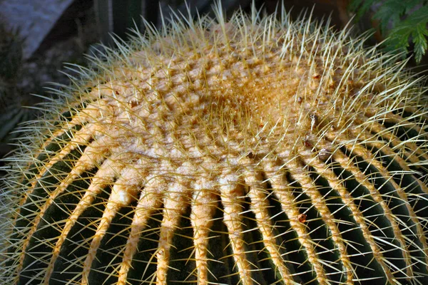 Planta Verde Tropical Cactos Suculentos — Fotografia de Stock