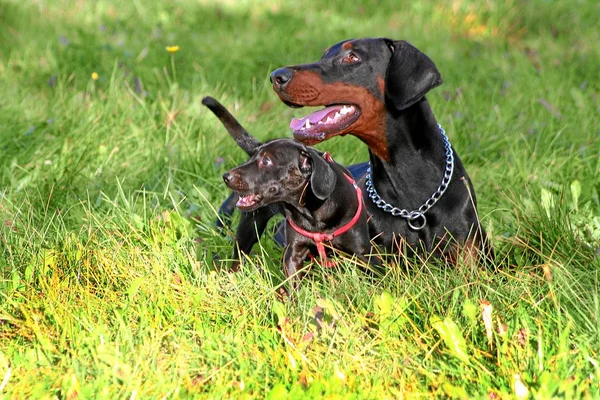 Portrait Chien Mignon — Photo