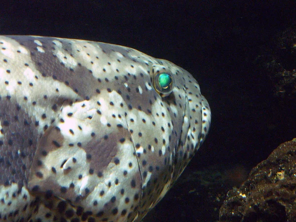 Wenn Zufällig Jemand Weiß Für Ein Fisch Melden Sie Sich — Stockfoto