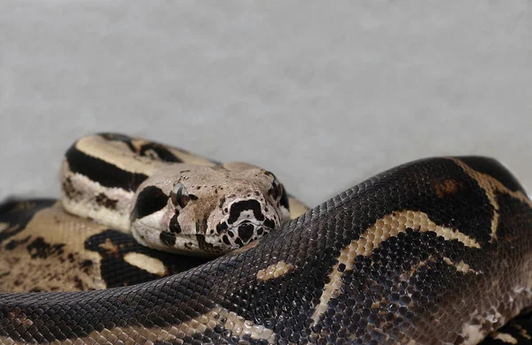 Kígyóhüllő Állatvilág — Stock Fotó