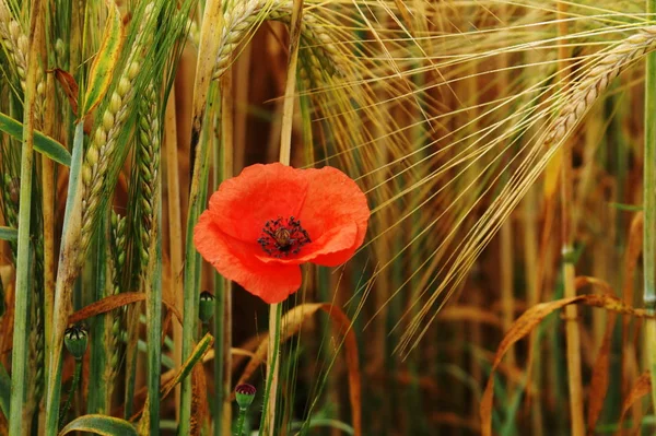 Close Uitzicht Mooie Wilde Papaver Bloemen — Stockfoto