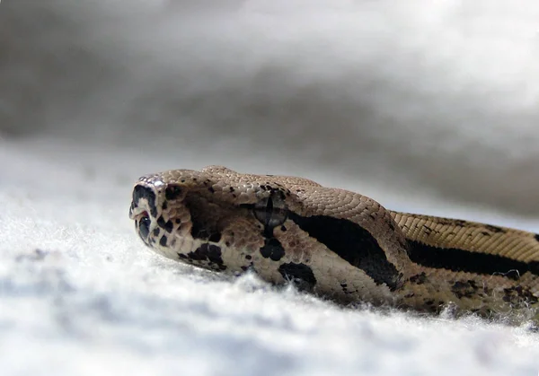 Scena Della Fauna Selvatica Bella Natura — Foto Stock