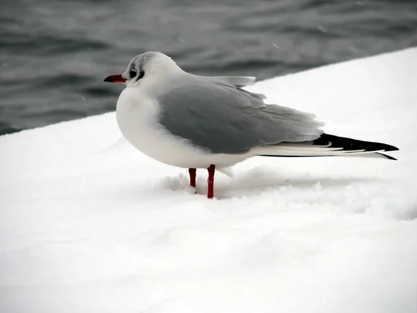 Schilderachtig Uitzicht Prachtige Meeuwenvogels Natuur — Stockfoto