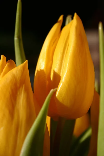 Belle Vue Sur Les Fleurs Tulipes Naturelles — Photo