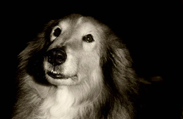 Portrait Cute Dog — Stock Photo, Image