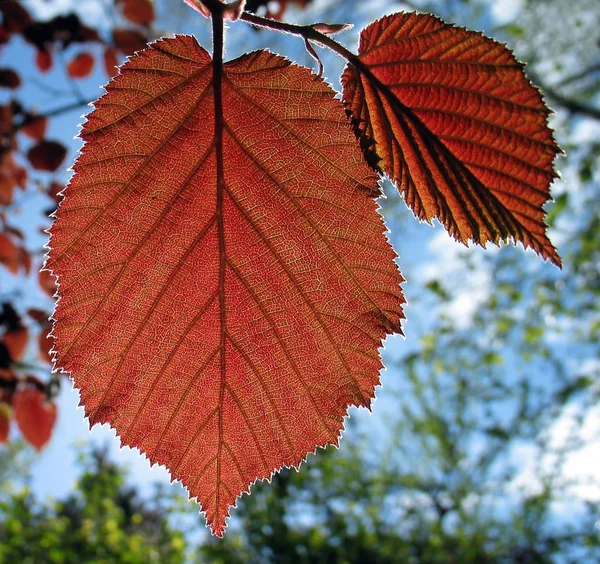 Hojas Otoño Parque — Foto de Stock