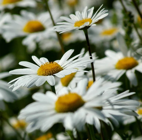 Geregistreerd Het Begin Van Zomer Van 2005 Cologne Kalk — Stockfoto