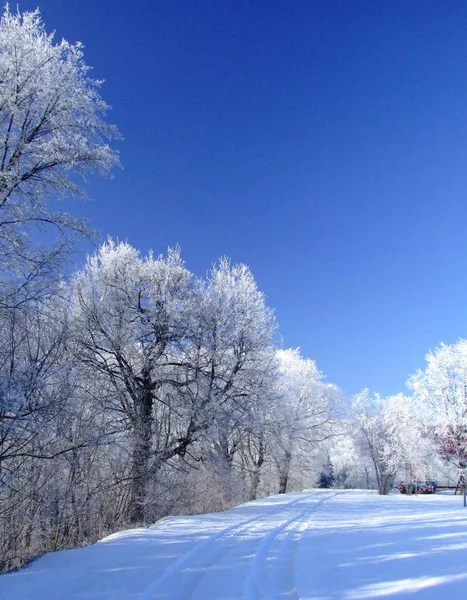 Hiver Magique Nature Enneigée — Photo