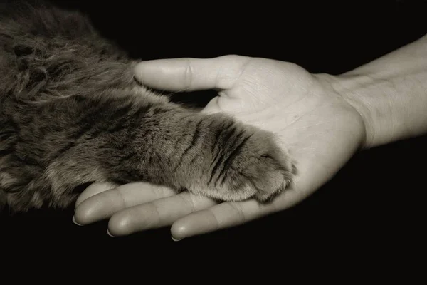 Tierliebe Ist Eine Starke Menschliche Zuneigung Tieren Tierliebe Ist Auch — Stockfoto