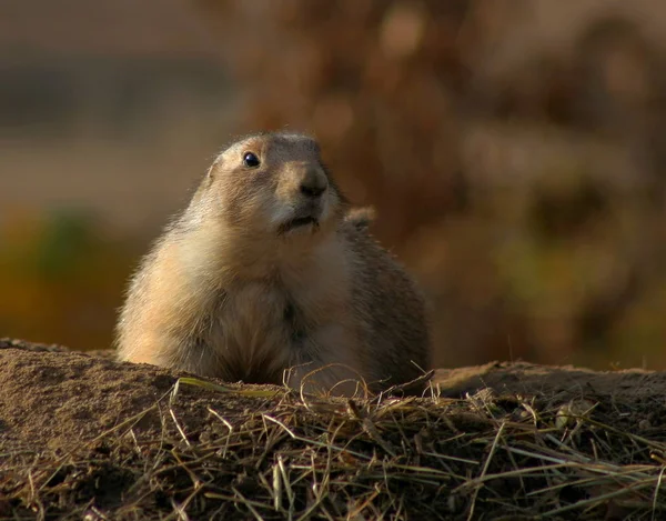 Prairie Dog Grassland Rodent — Stock Photo, Image