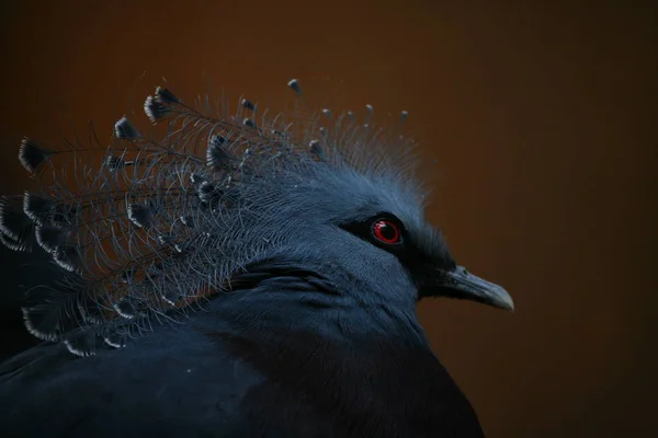 Schilderachtig Uitzicht Fazant Vogel — Stockfoto