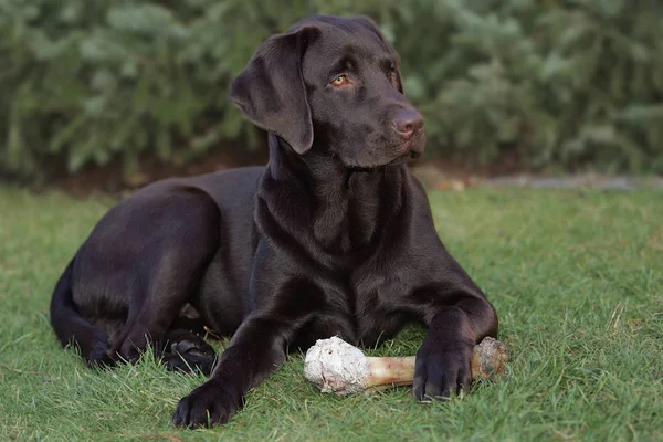 Mein Labrador Max Mit Seinen Knochen Garten 2006 Ist Der — Stockfoto