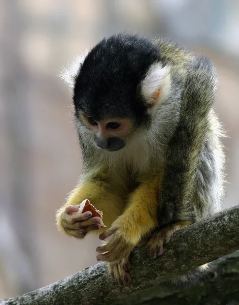 Closeup Animal Zoo — Stock Photo, Image