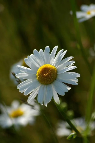 Pittoresk Utsikt Över Naturscenen — Stockfoto