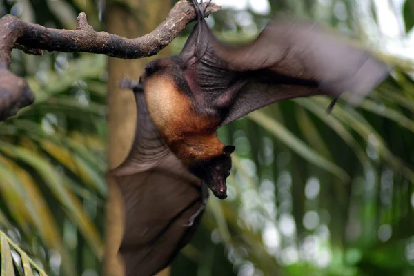 Detailní Záběr Zvířat Zoologické Zahradě — Stock fotografie