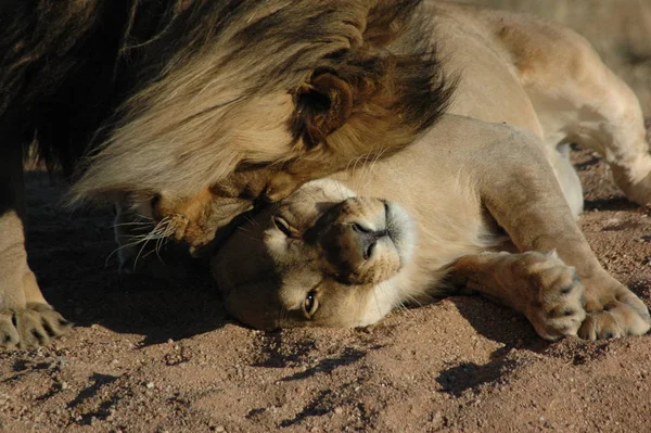 Leo Okonjima Lioness — Stock Photo, Image