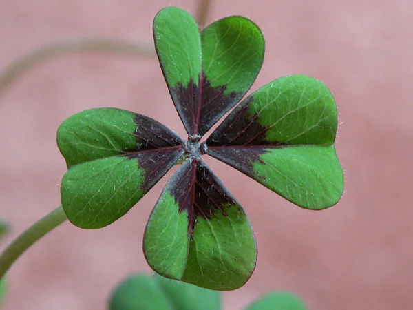 Piękne Botaniczne Ujęcie Naturalna Tapeta — Zdjęcie stockowe