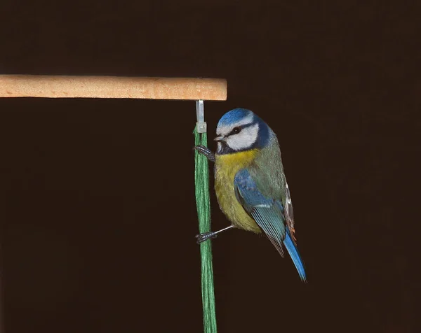 Für Mich Faszinierend Sich Die Vögel Immer Wieder Überall Festklammern — Stockfoto