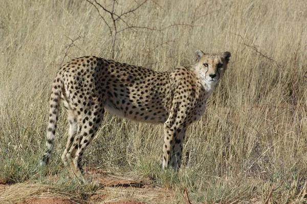 Geparden Okonjima Namibia Seite — Stockfoto