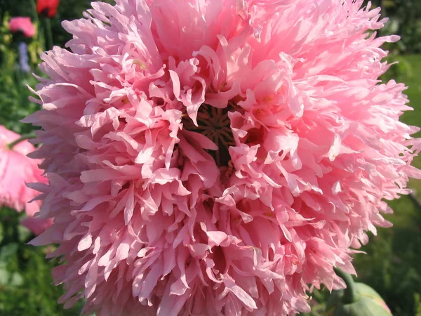 Vue Rapprochée Belles Fleurs Pavot Sauvage — Photo