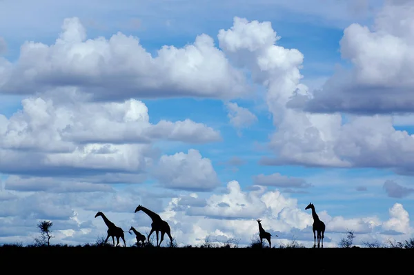 Girafas Animales Silvestres Flora Fauna — Foto de Stock