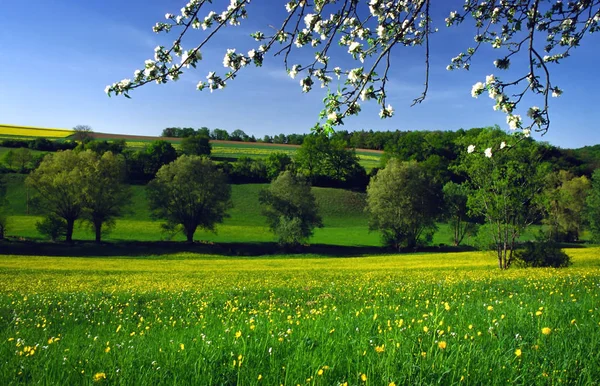 Primavera Cereja Árvore Flores Flor — Fotografia de Stock