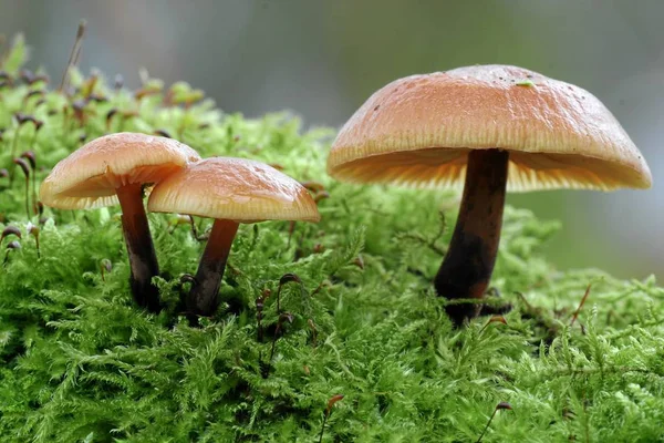 Pilzwachstum Botanische Flora Der Natur — Stockfoto