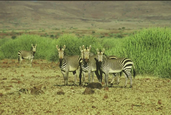 Zebratiere Wildtiere Pflanzenfresser — Stockfoto