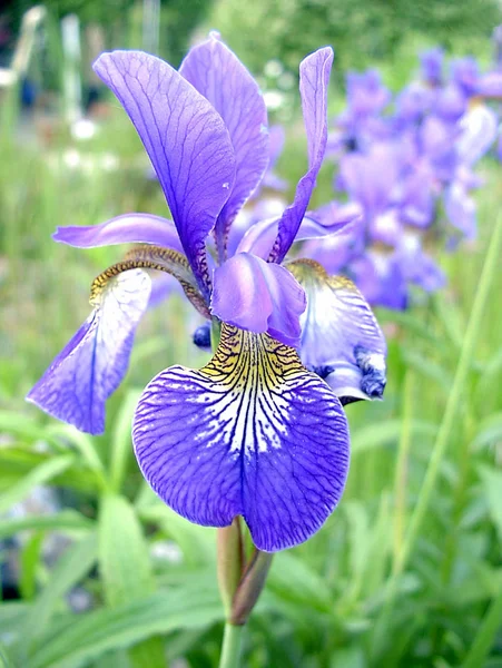 Vista Panorámica Hermosa Flor Del Iris —  Fotos de Stock
