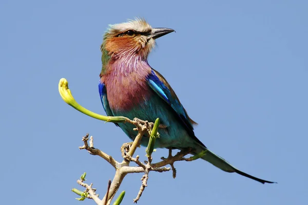 Chobe National Park Botswana English Name Beautiful Bird Much Better — Photo