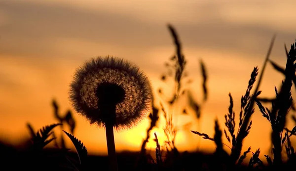 Pusteblume Gegenlicht — Stockfoto