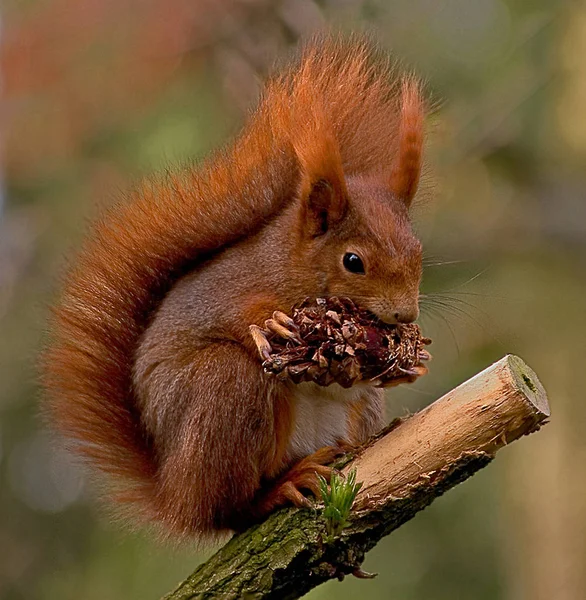 Carino Scoiattolo Animale Divertente Roditore — Foto Stock