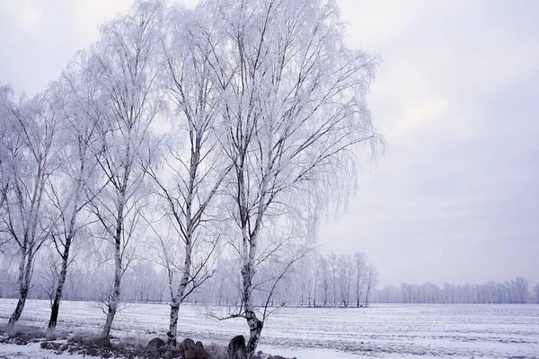 Γραφική Θέα Του Όμορφου Χειμερινού Τοπίου — Φωτογραφία Αρχείου
