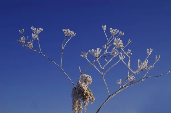 Морозний Недільний Ранок Яскраво Блакитне Небо Природне Створює Найкрасивіші Образи — стокове фото