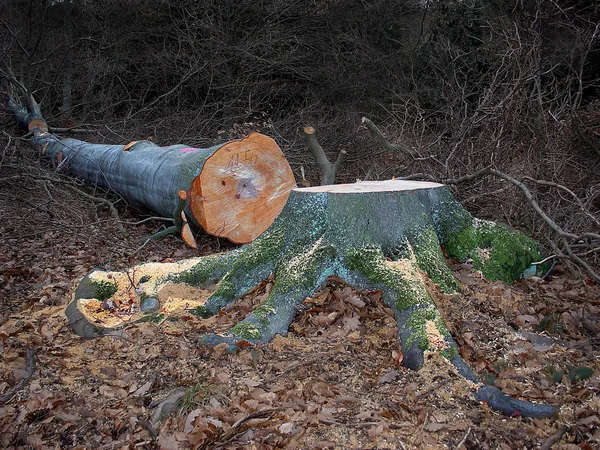 Firewood Timber Tree Bark — Stock Photo, Image