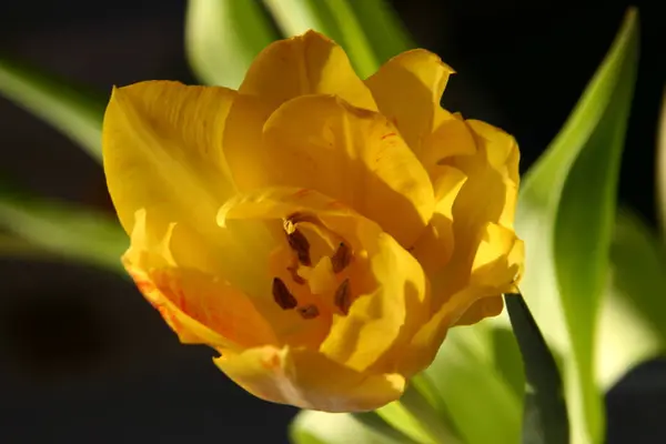 Blühende Frühlingstulpen Blumen — Stockfoto