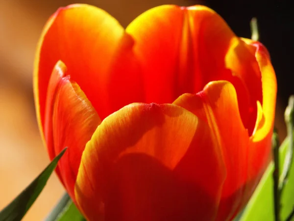 Okvětní Lístky Tulipánů Jarní Flóra — Stock fotografie