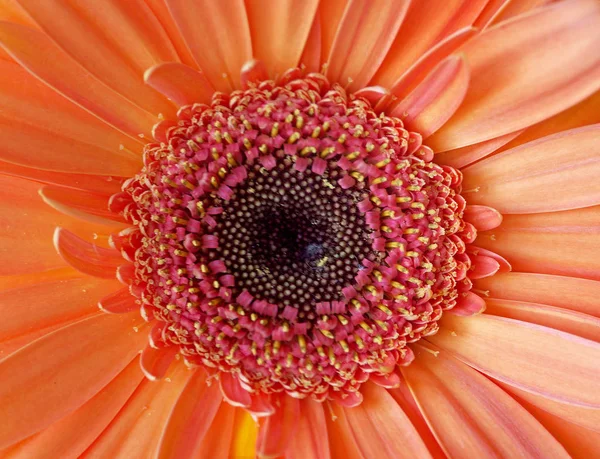 Όμορφο Λουλούδι Gerbera Πέταλα Χλωρίδας — Φωτογραφία Αρχείου