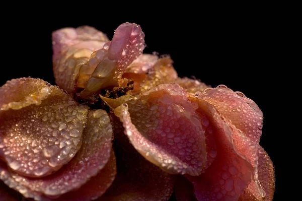 Rosenblütenblätter Flora — Stockfoto