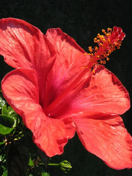 Landschap Van Mooie Kleurrijke Hibiscus Bloem — Stockfoto