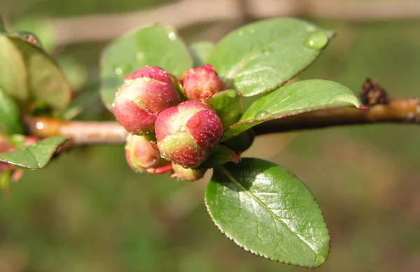 Frühlingsflora Naturbotanik — Stockfoto