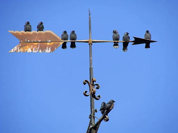 Несколько Крокодилов Сидящих Вершине Церковной Башни Идущих Направлению Выходу — стоковое фото